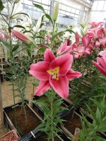 [4177 Alamosa VH No01.JPG]